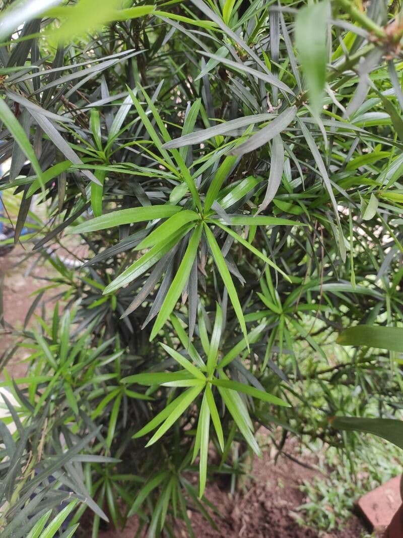 Podocarpus milanjianus 5