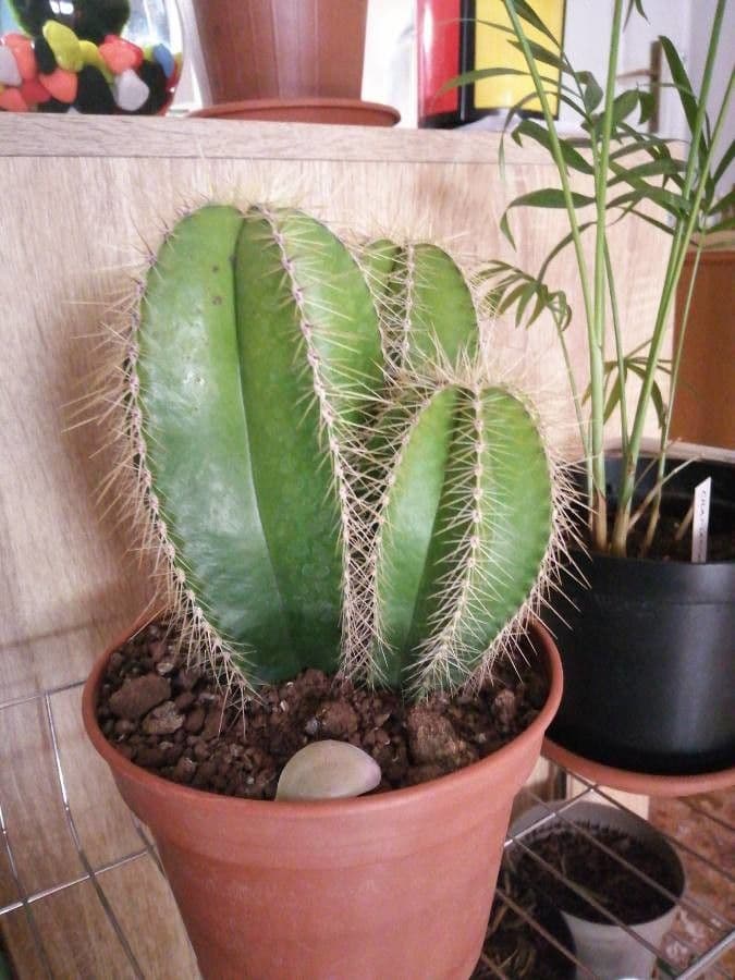 Isolatocereus 2