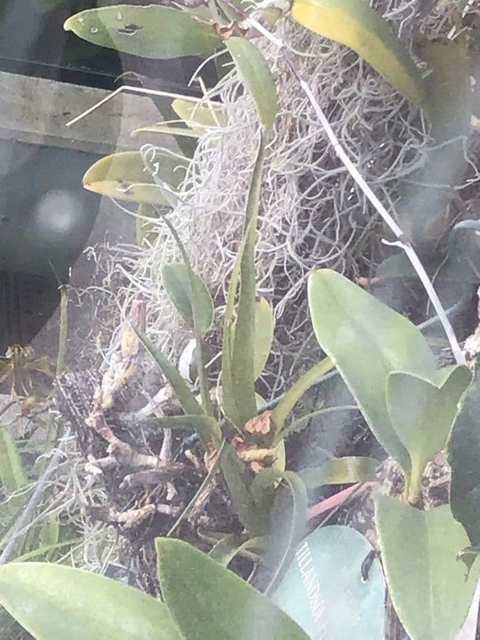 Tillandsia 3