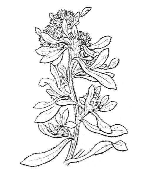 Gnaphalium 27