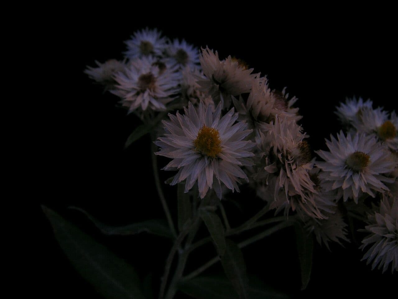 Anaphalis 6