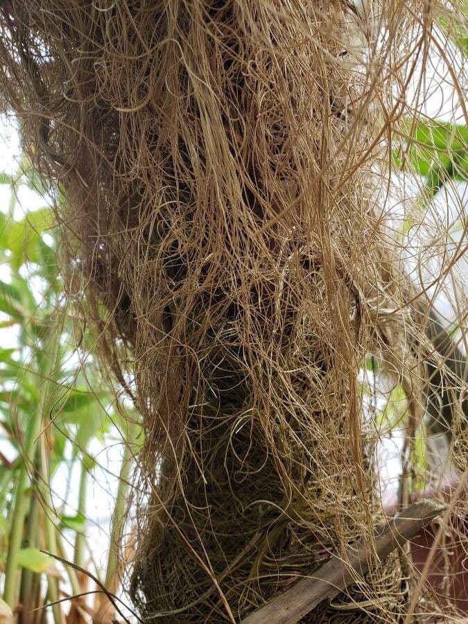 Coccothrinax 6