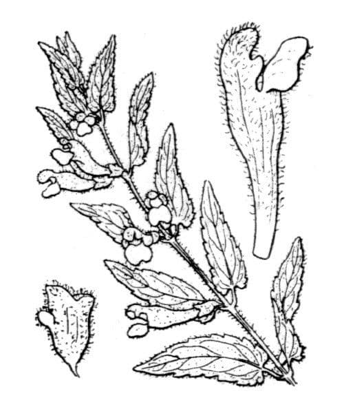 Scutellaria minore 21