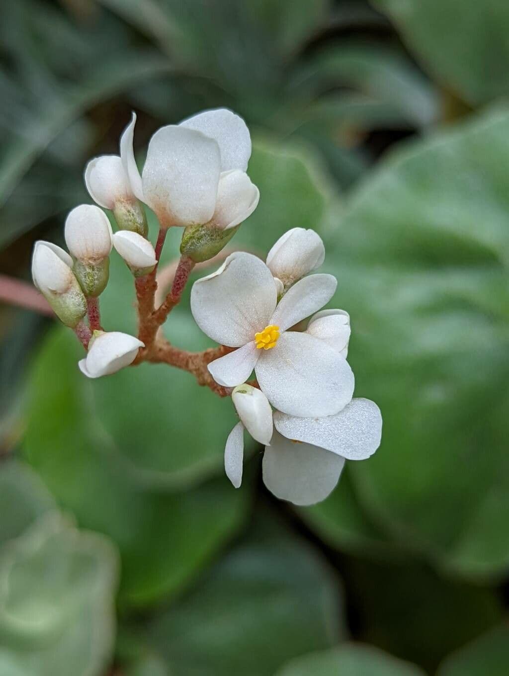 Begonia 6