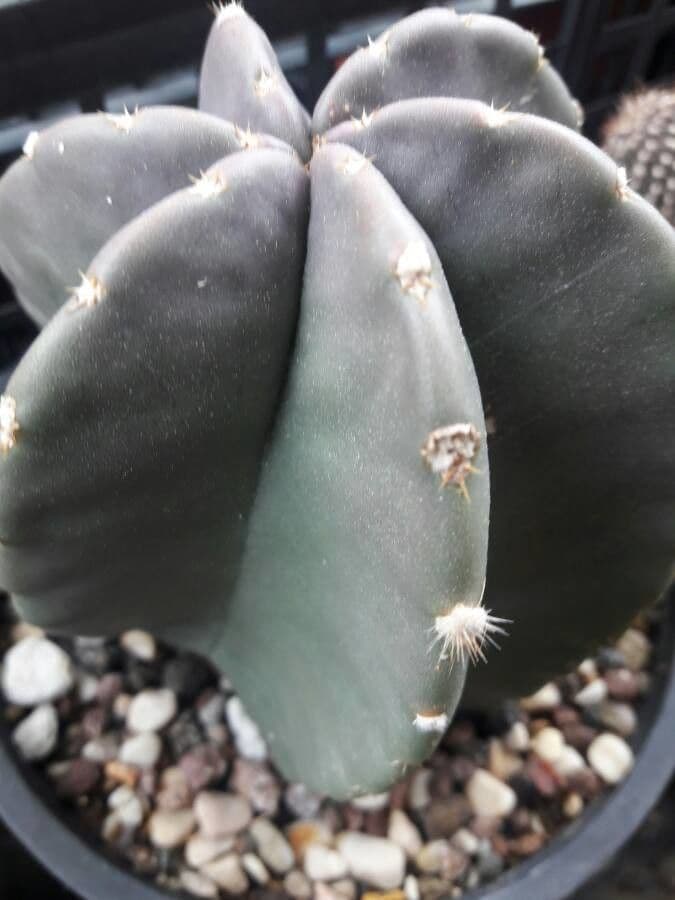 Cactus riccio 2