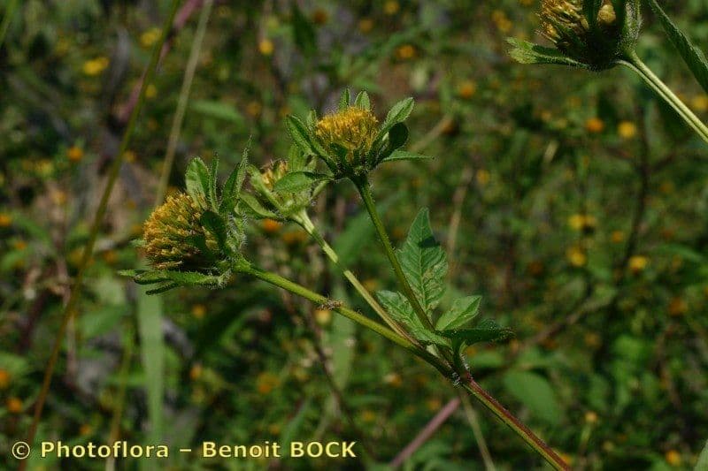 Bidens vulgata 25