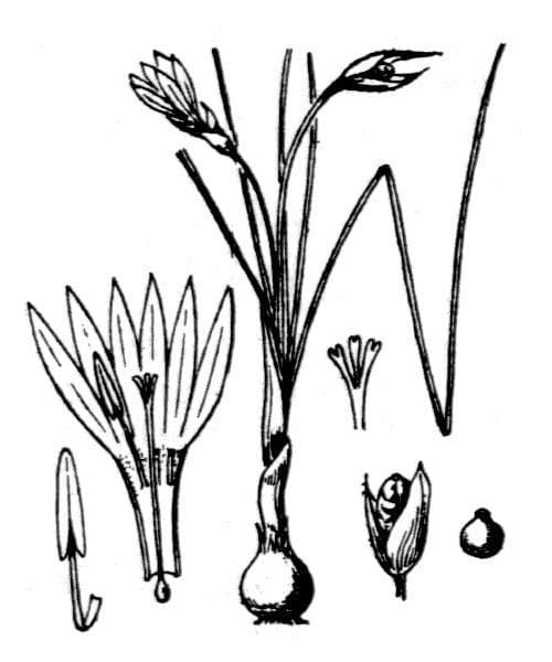 Romulea 24