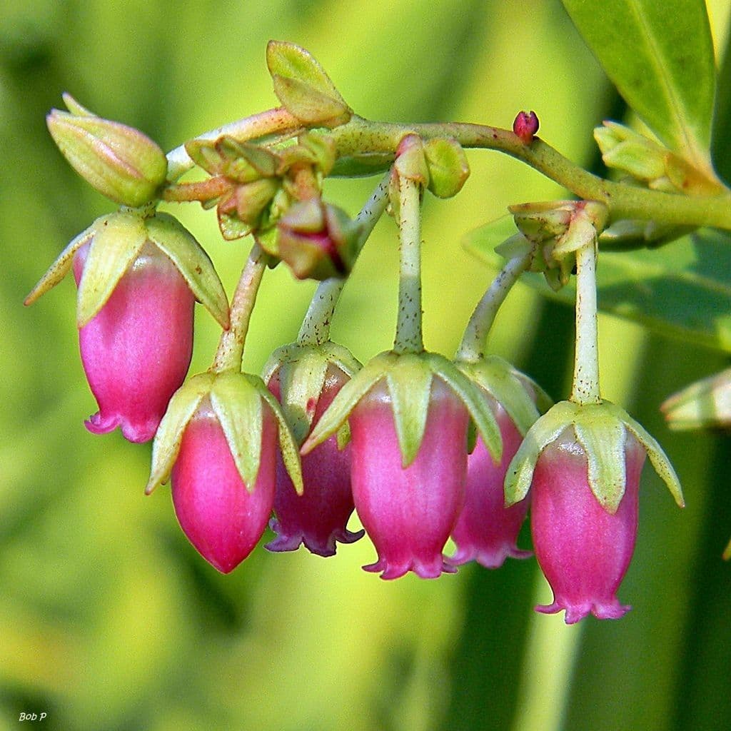 Lyonia lucida 2