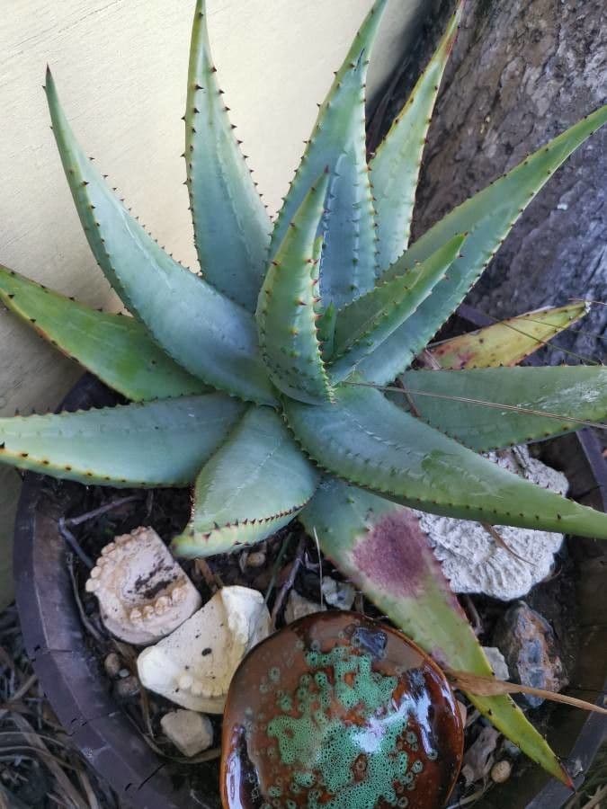 Aloe 3