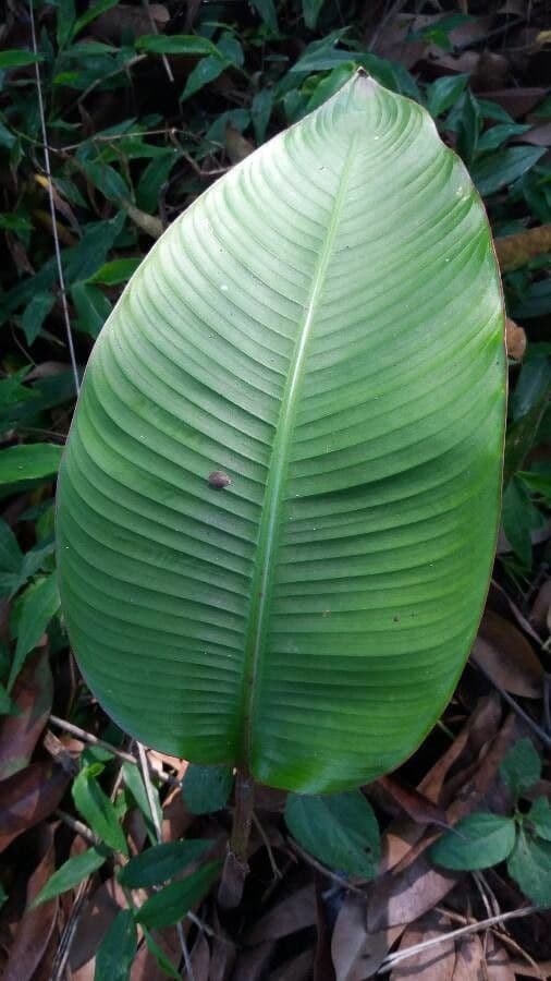 Rhaphidophora