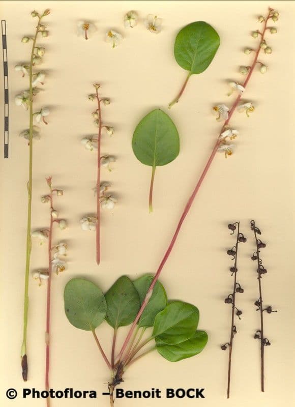 Round-leaf wintergreen 23