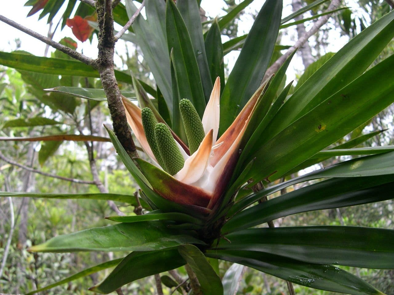 Freycinetia