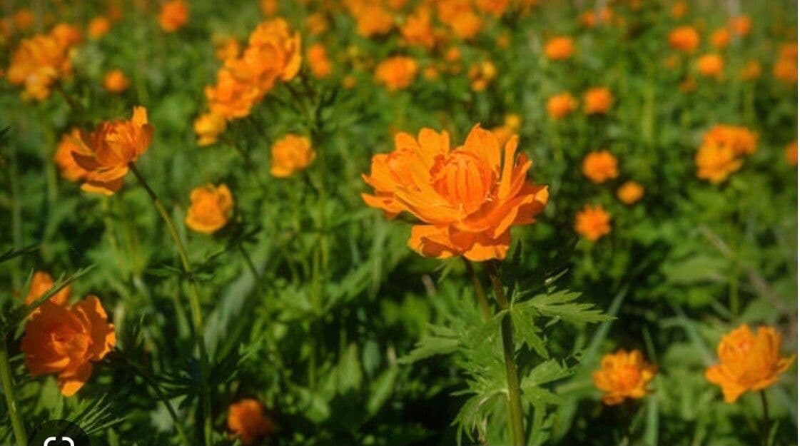 Globeflora asiática