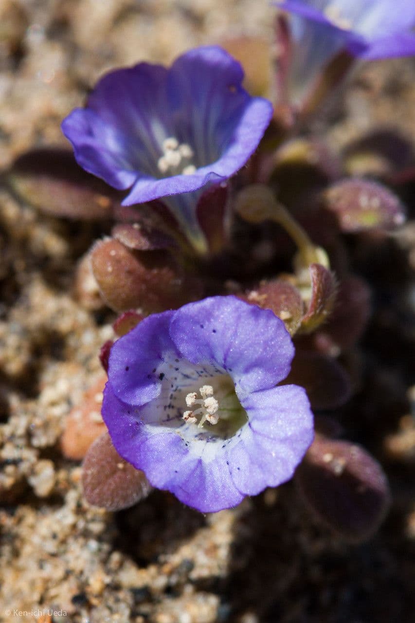 Douglas-Phacelia 5