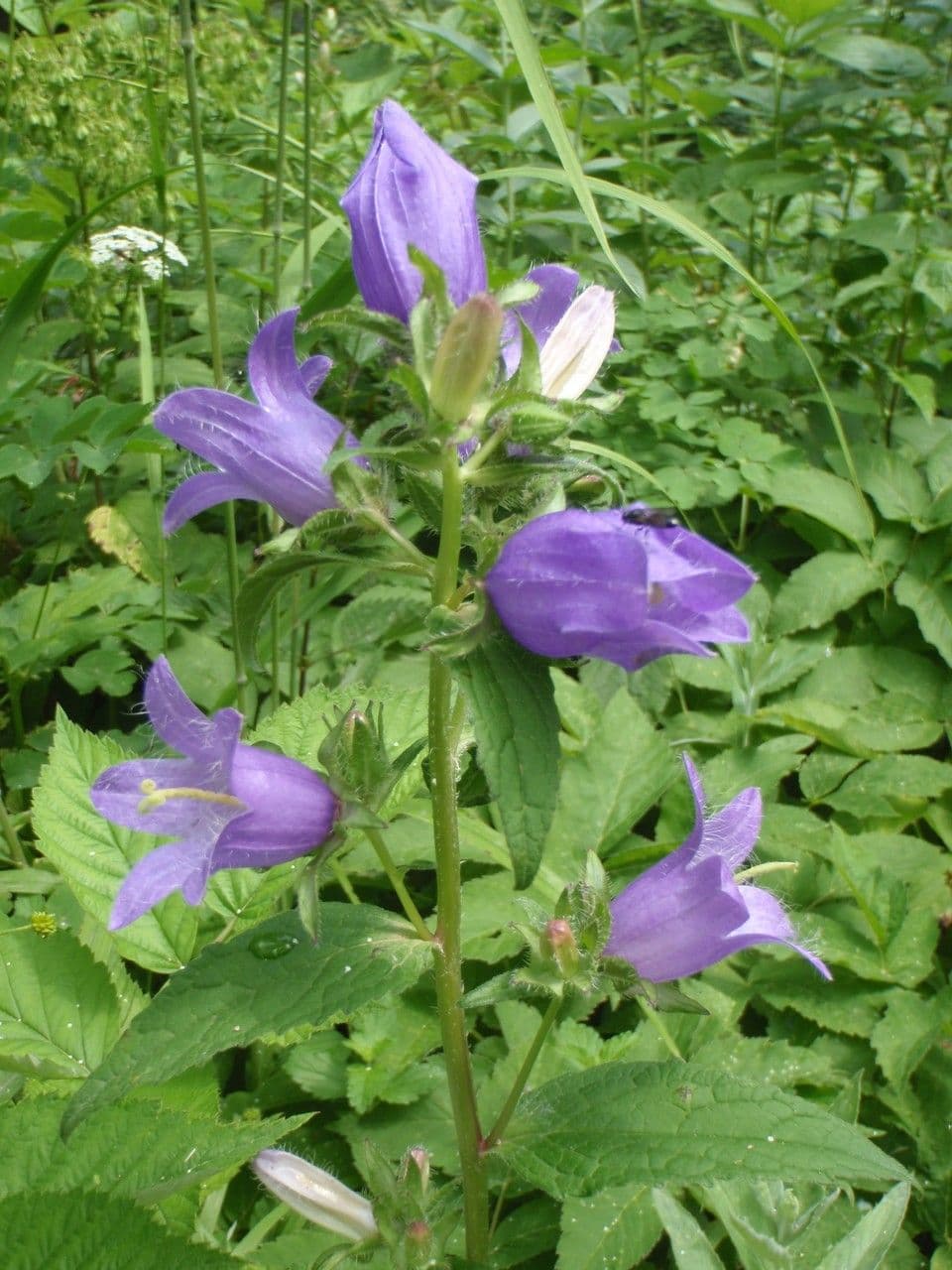 Nesselblättrige Glockenblume 28