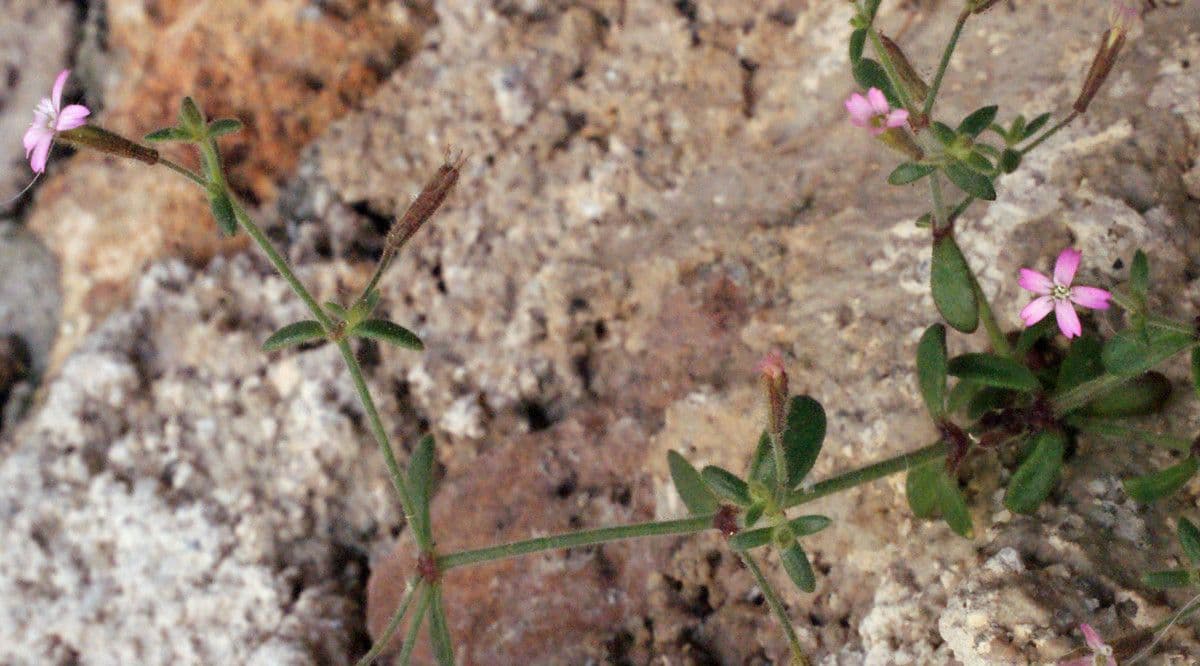 Pine-loving Campion 2