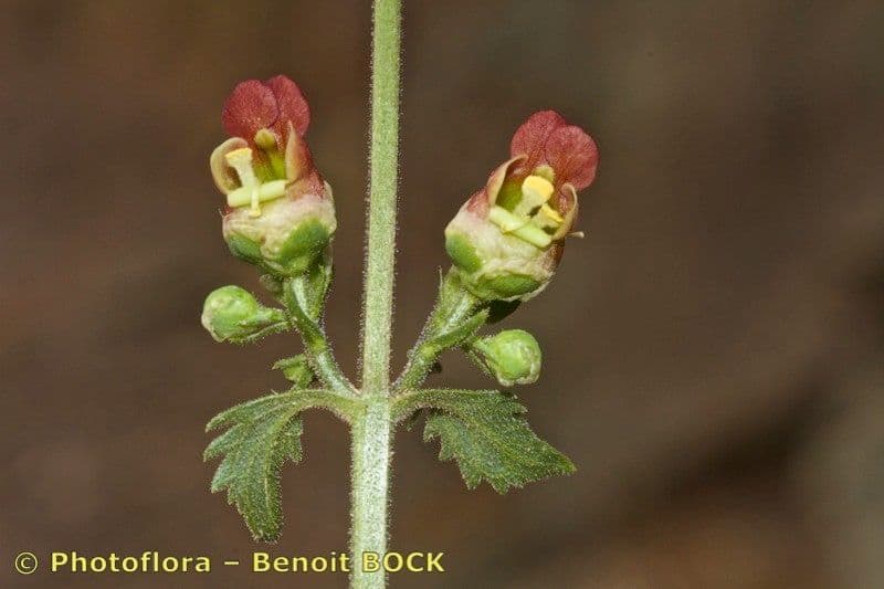 Scrofularia 3