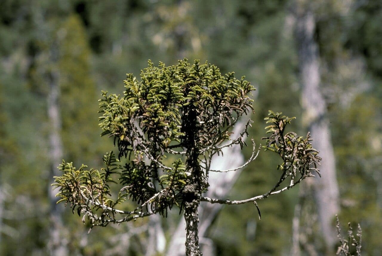 Pilgerodendron chilský 19