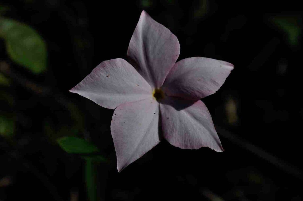 Mandevilla 4