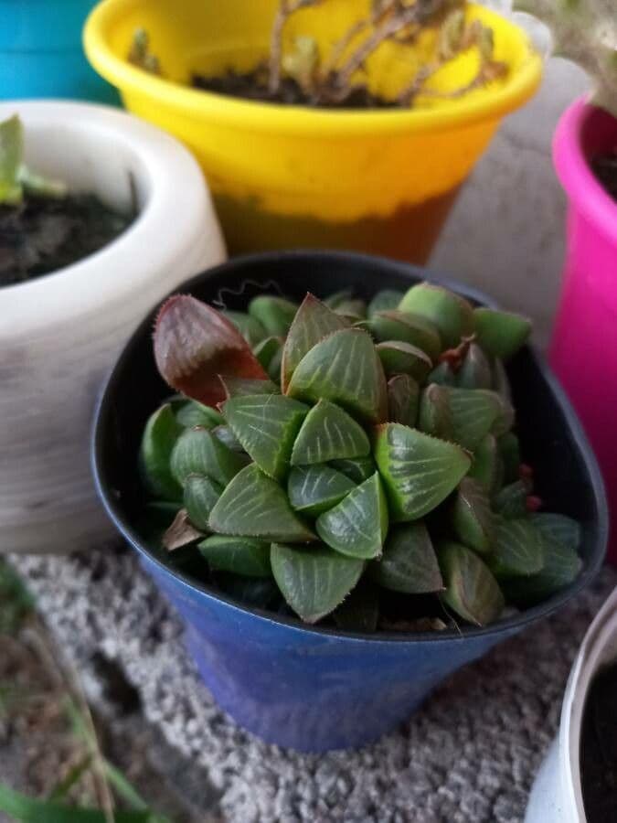 Hawortia 19