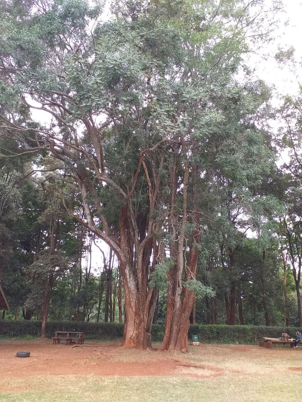 Tipu-Baum 14