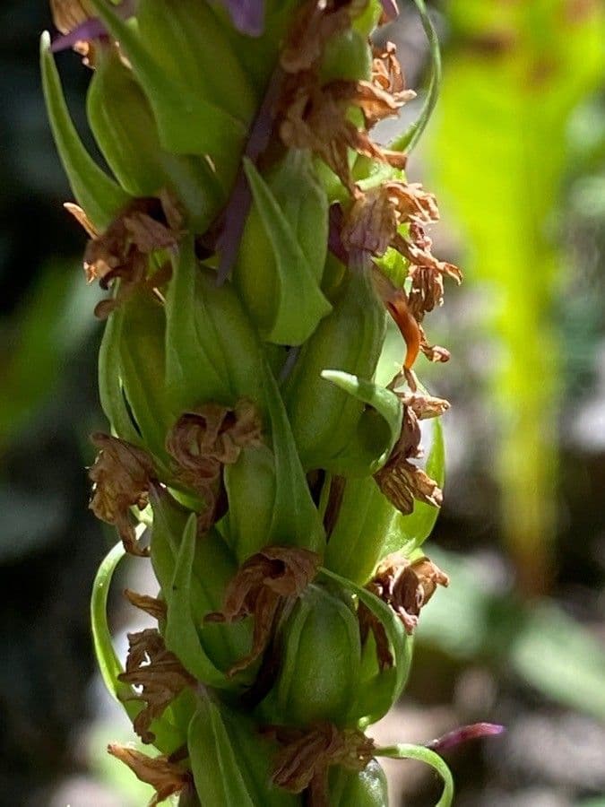 Manina rosea 4