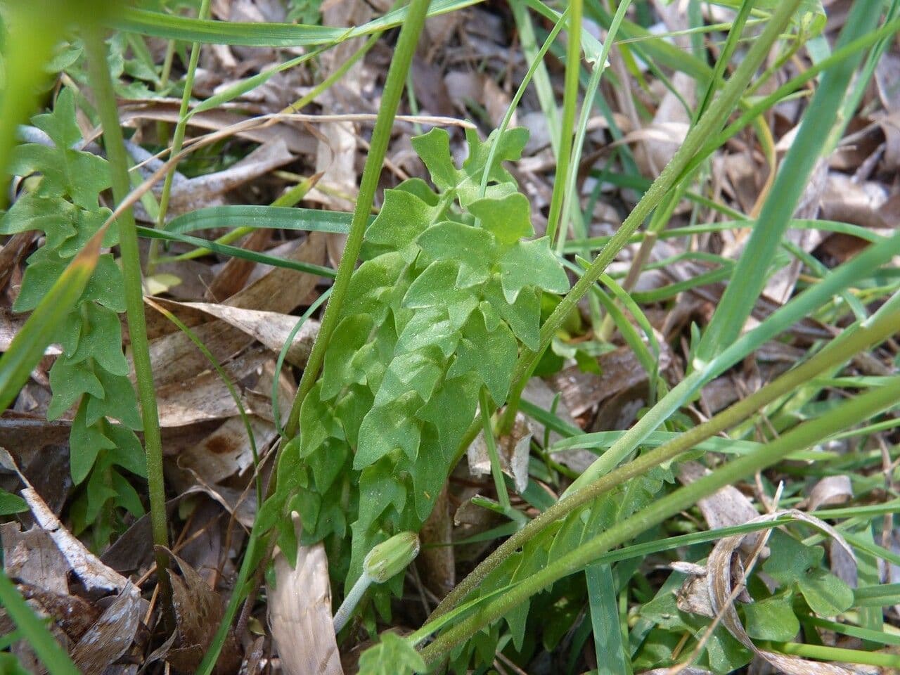 Hyoseris radiata 17