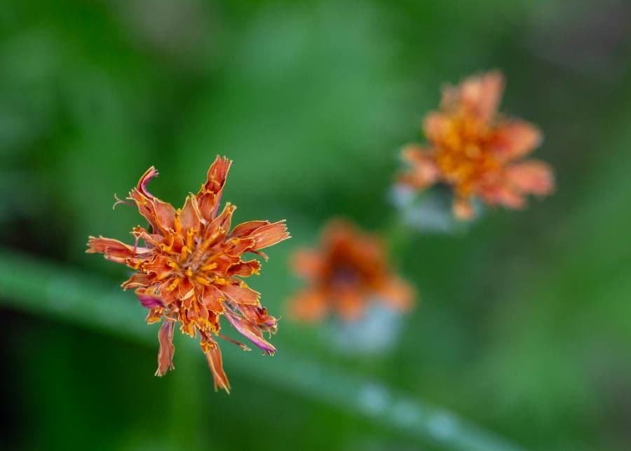 Orangefarbige Schafgarbe 3