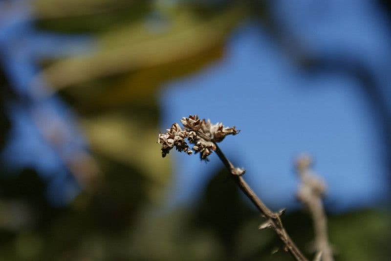 Nuxia verticillata 2