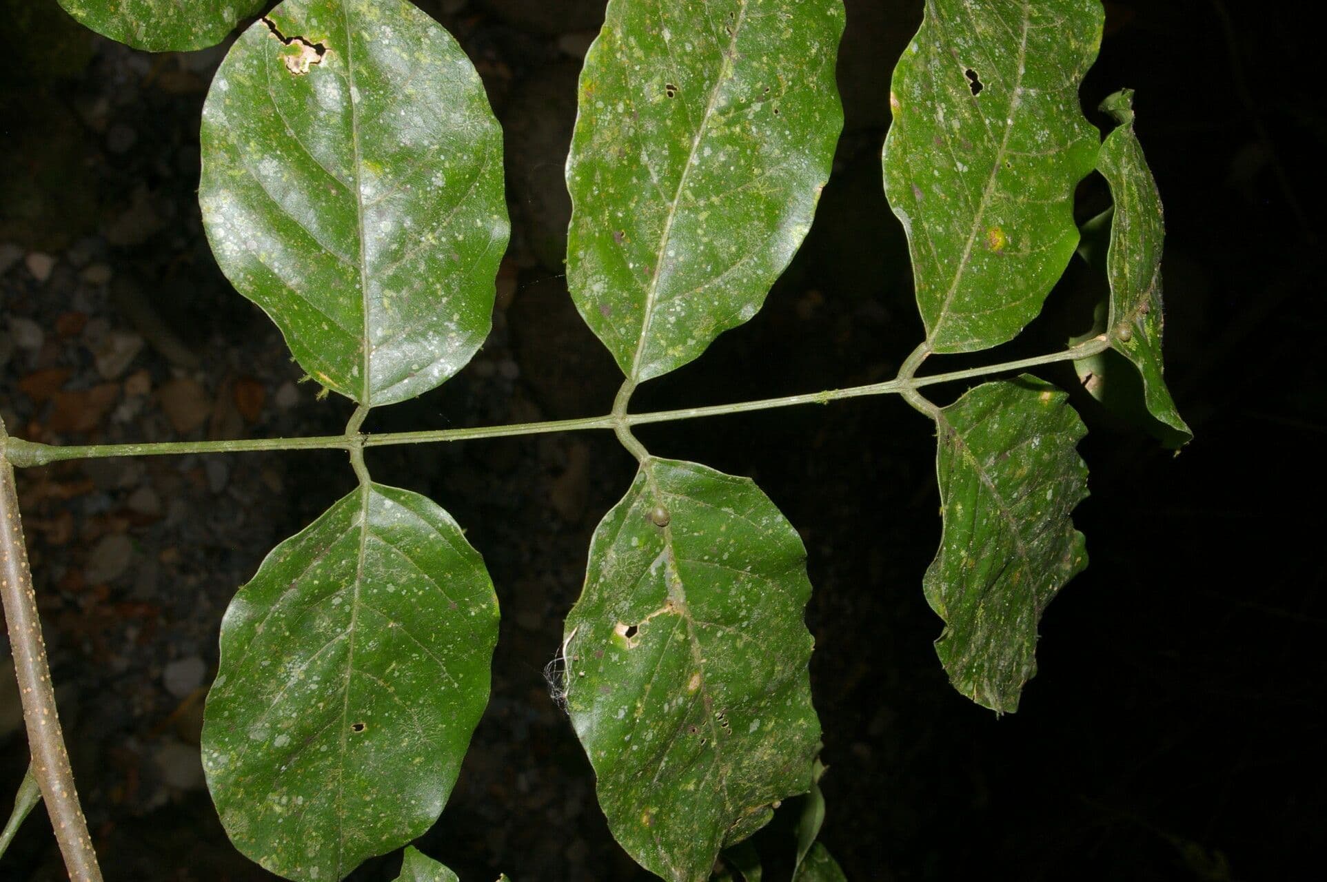 Lonchocarpus 5