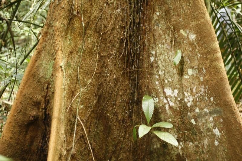 Eriotheca 9