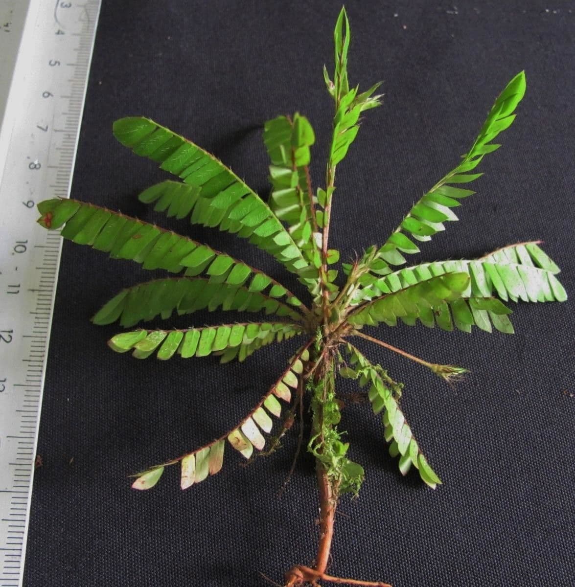 Biophytum 3