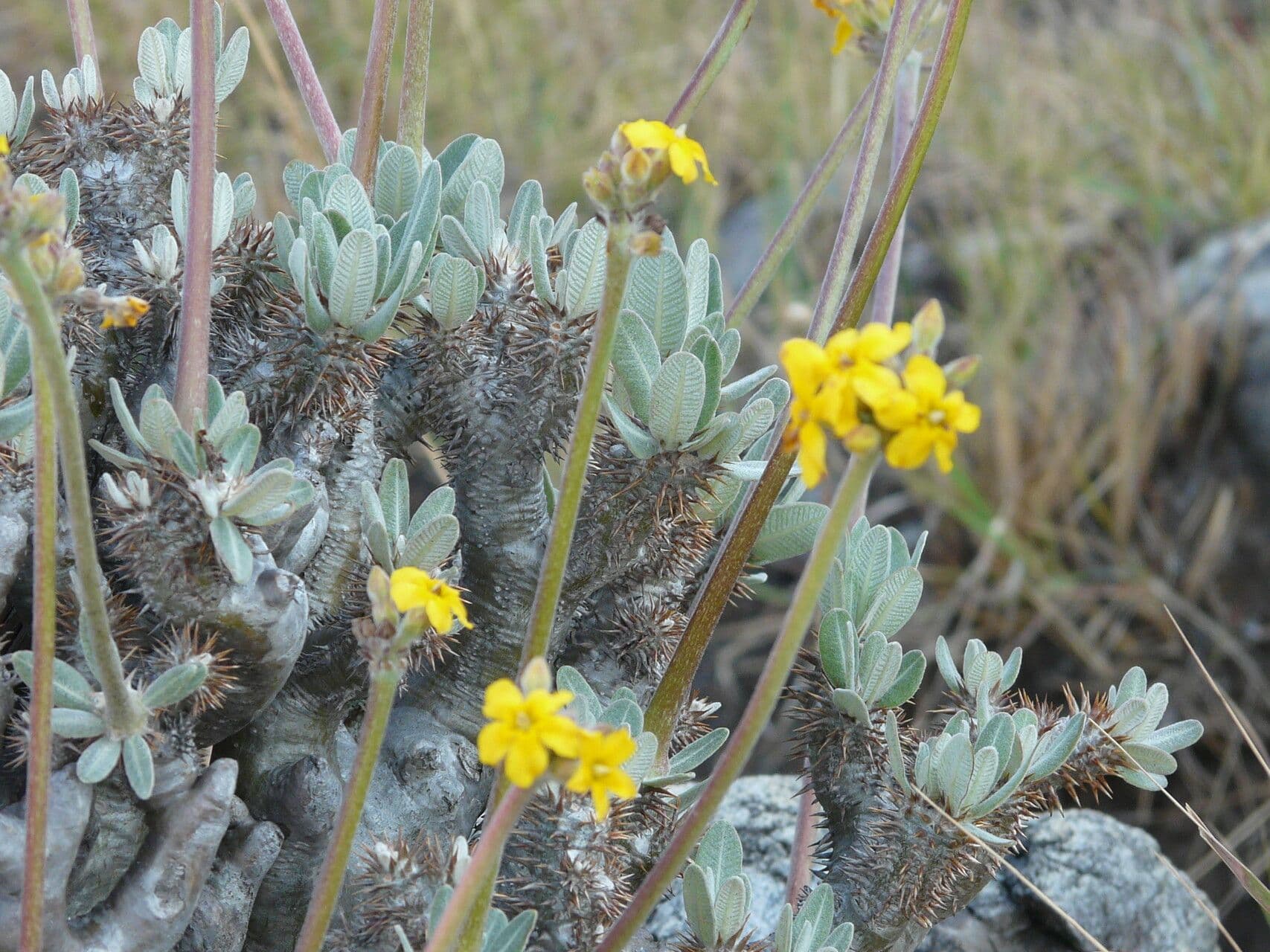 Pachypodium 2