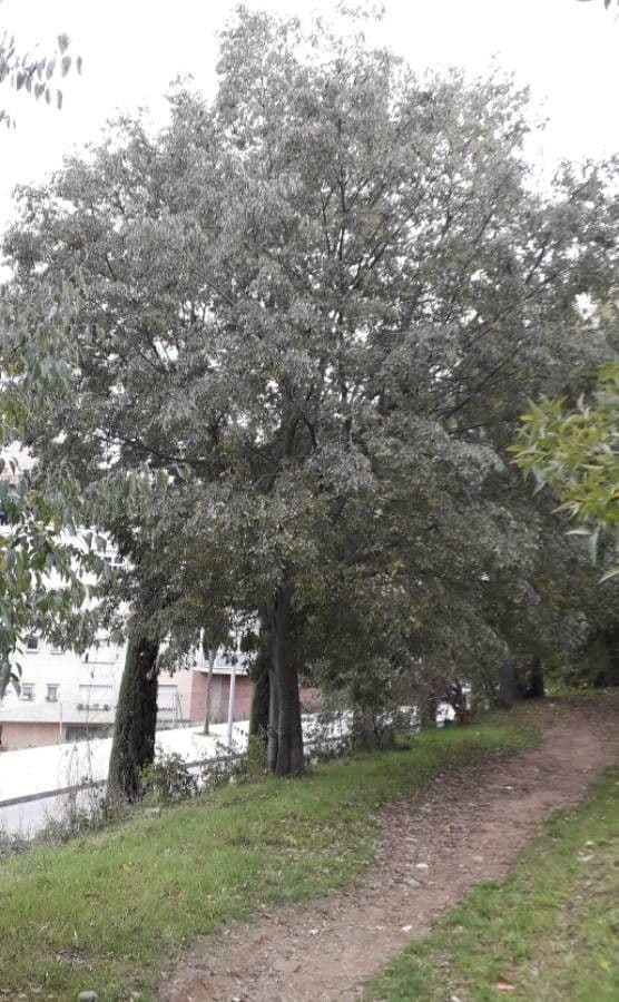 Bagolaro 13