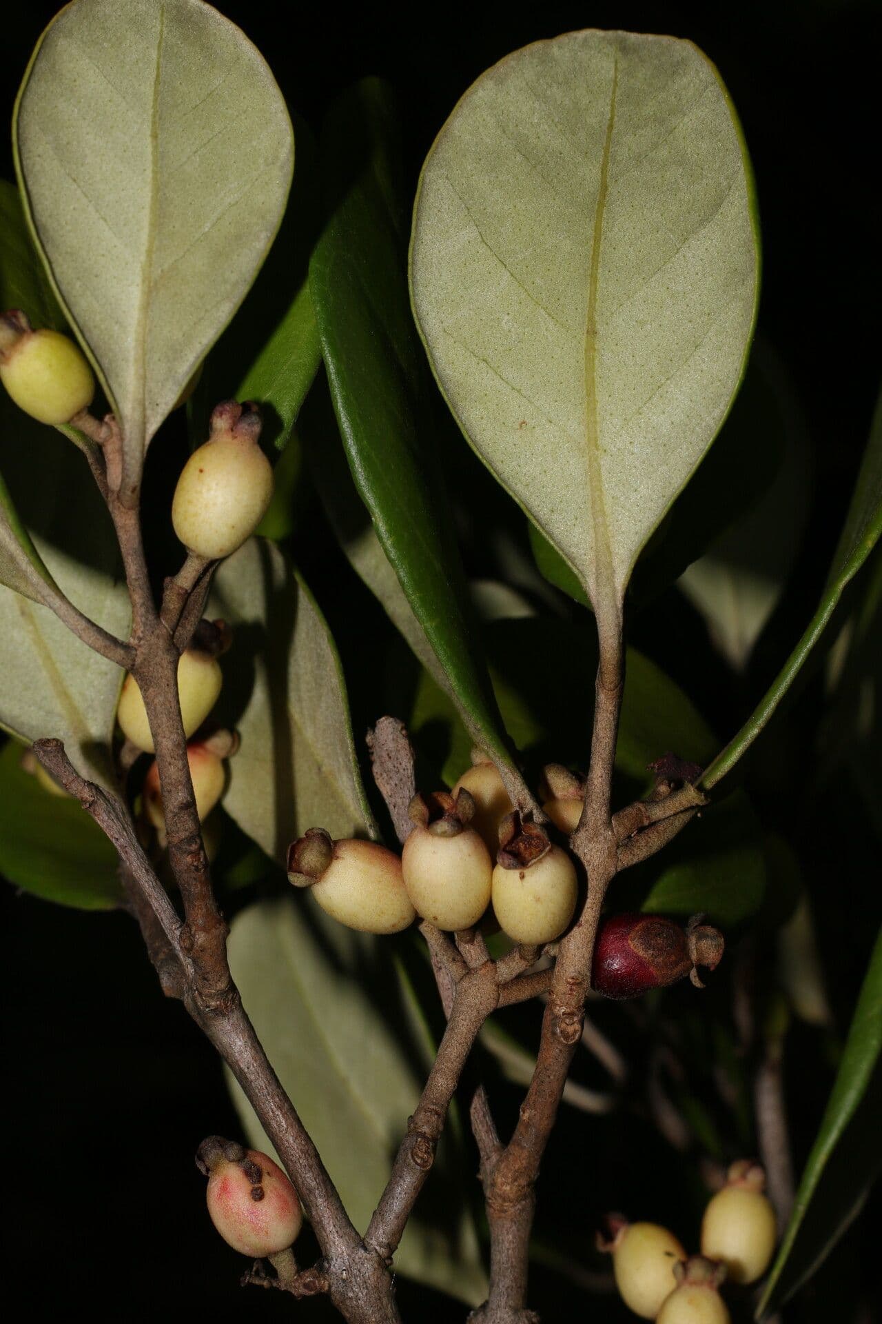 Eugenia 3