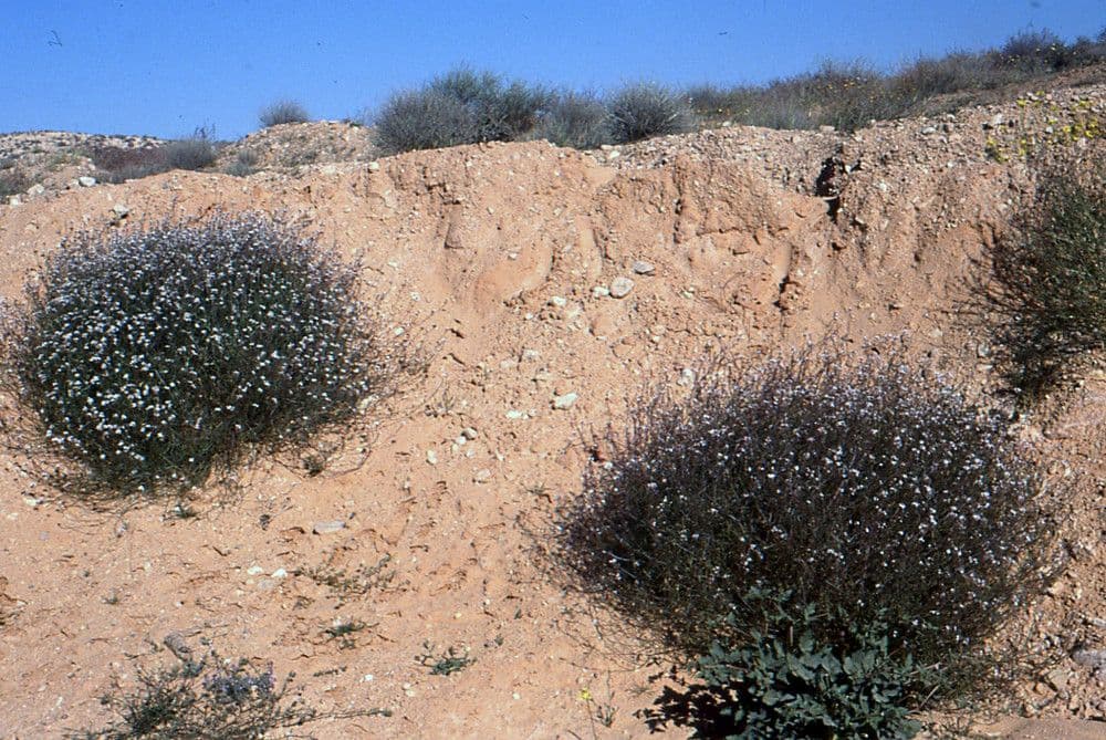 Henophyton 5