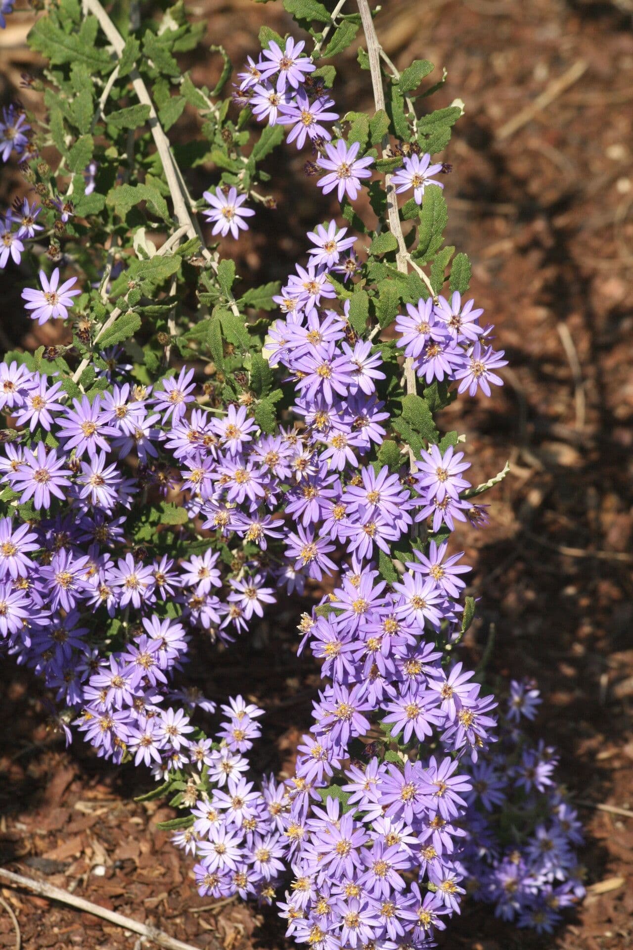 Olearia phlogopappa 2