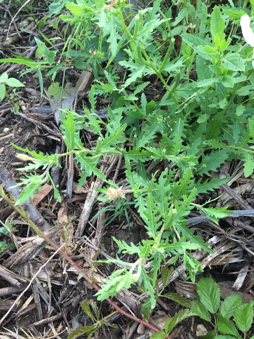 Onagra laciniata 9