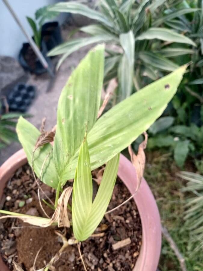 Chamaedorea 3