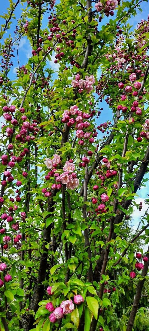 Melo da fiore del Giappone 14