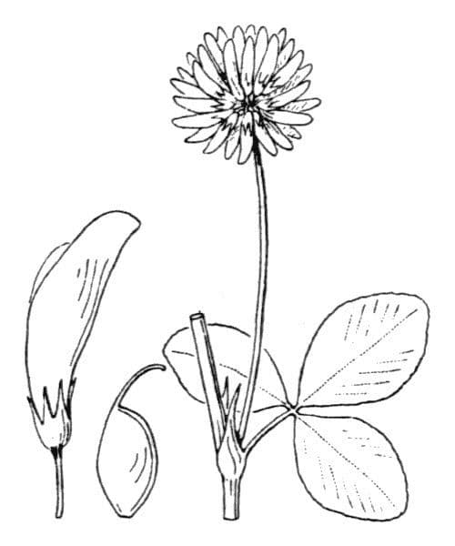 Trifoglio ibrido 27