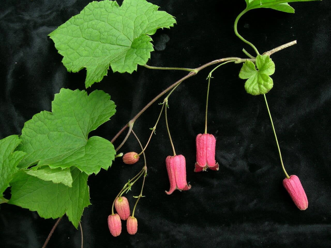 Clematis 8