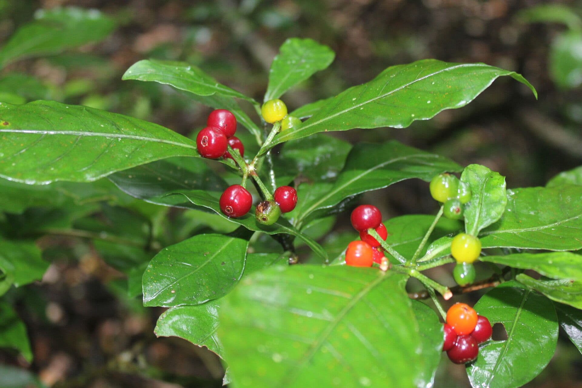 Psychotria 12