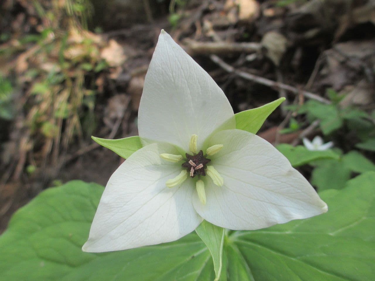Trillium simile 4