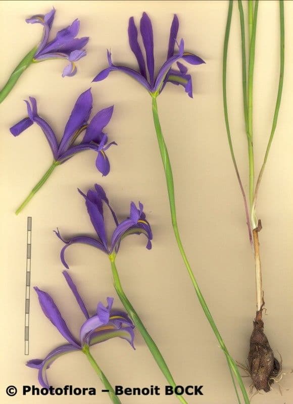 Iris xiphium 29
