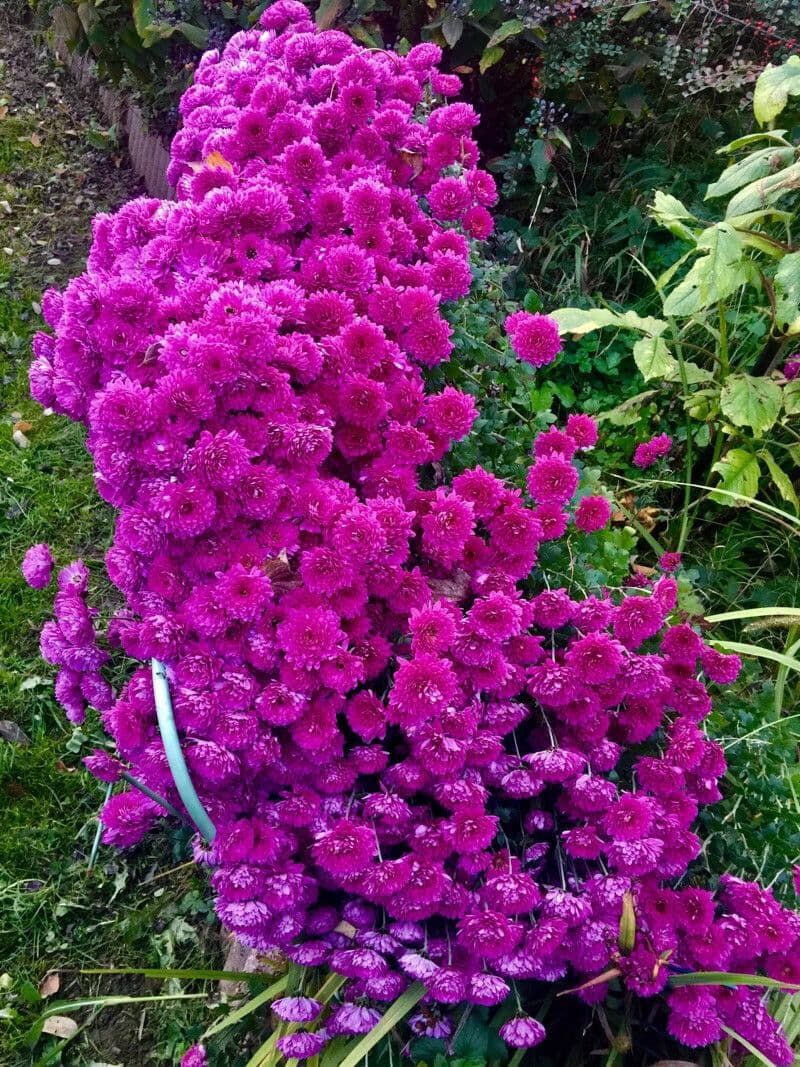 Crisantemo × grandiflorum