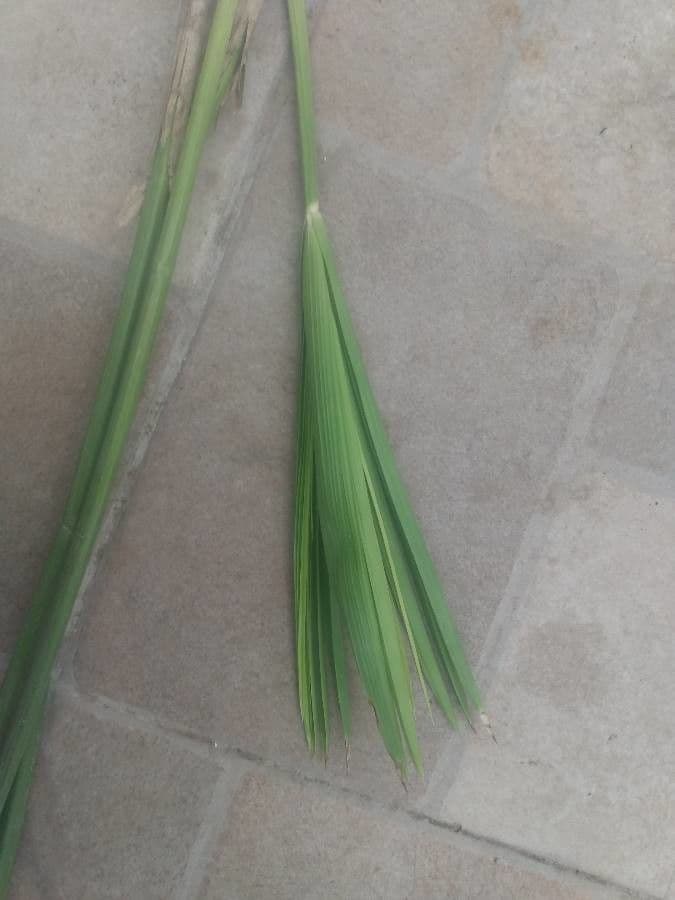 Cyperus alterniflorus
