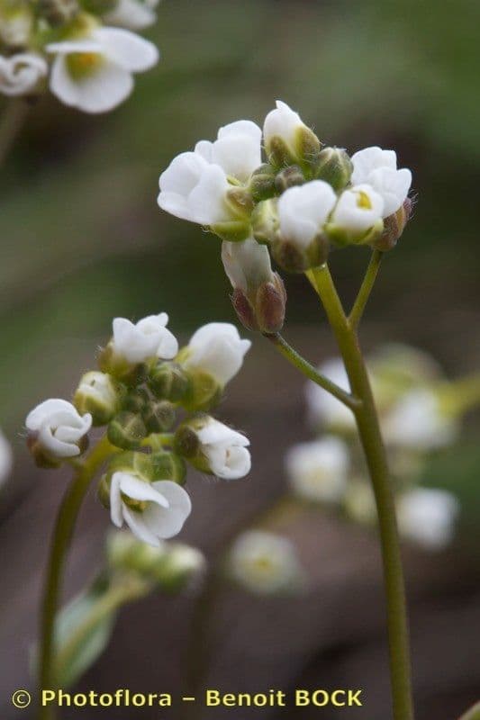 Draba 21