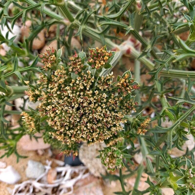 Echinophora spinosa