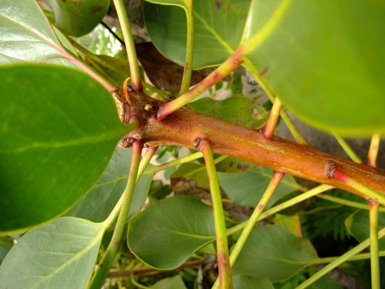 Protea carciofoide 23